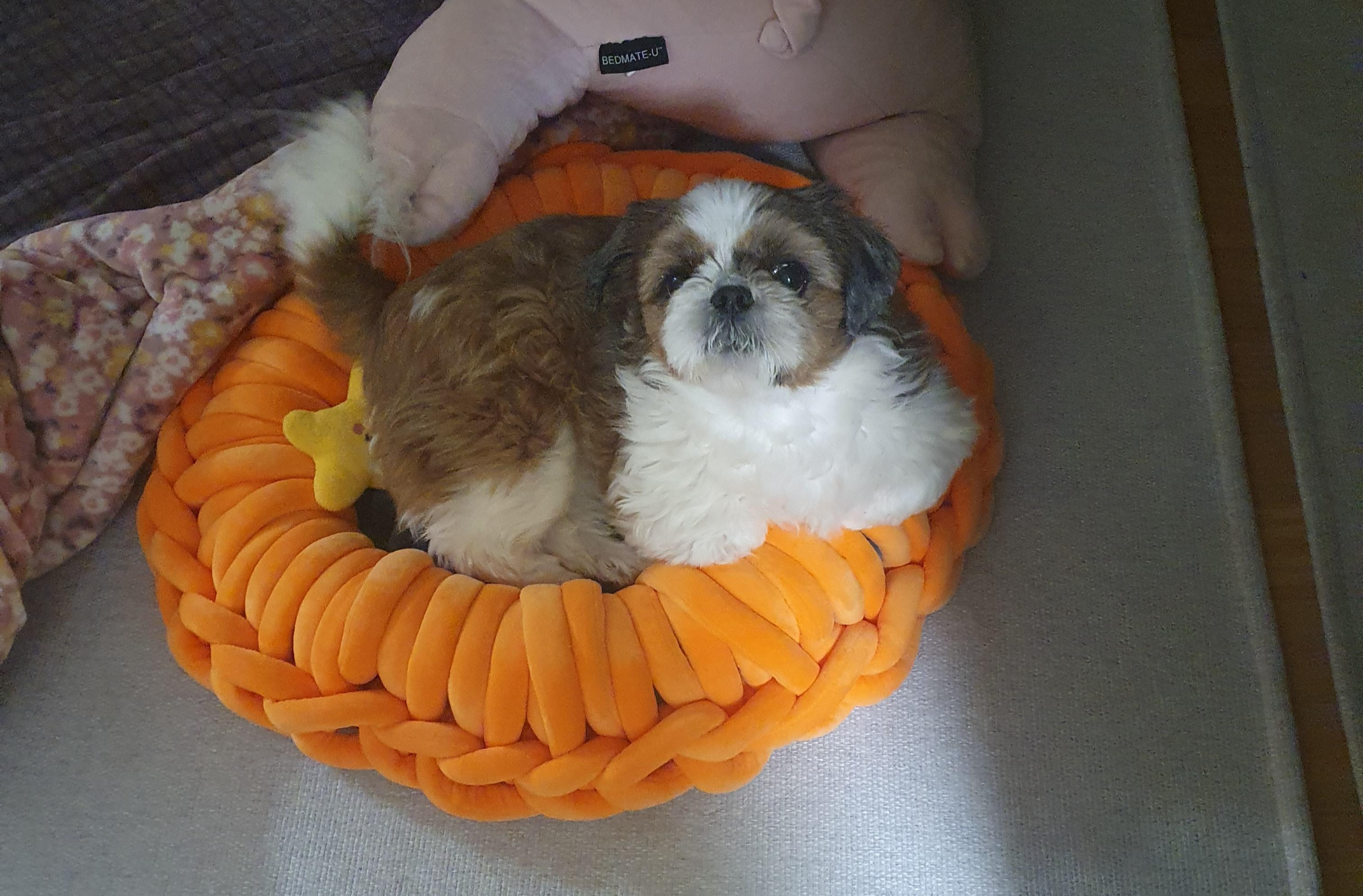  자이언트 얀으로 강아지 방석 짜기