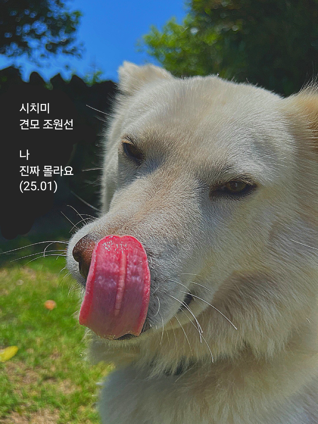 시치미 이미지