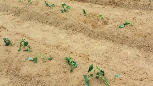 상급-고구마-덩이뿌리-재배방법-수확방법