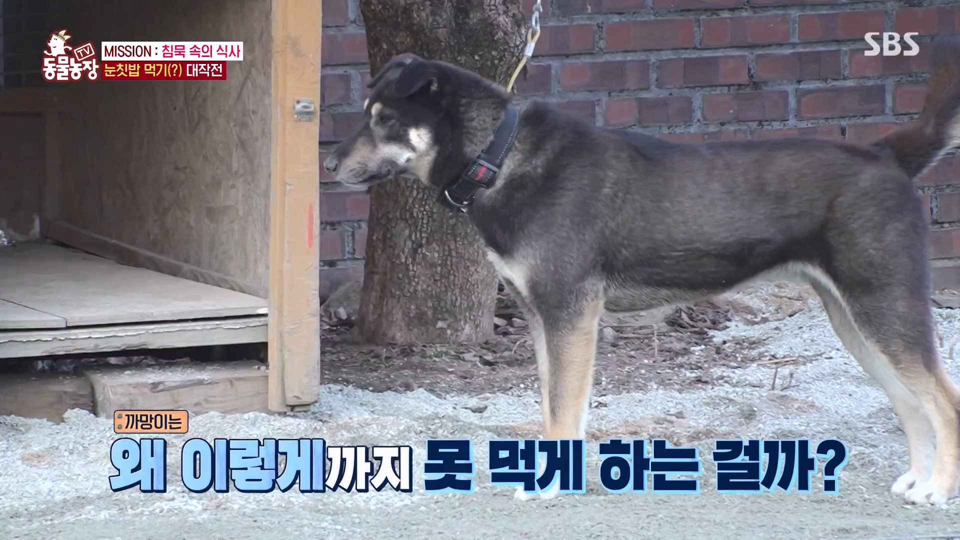 TV 동물농장.E1157.240204p-NEXT.mp4_20240204_172350.264.jpg
