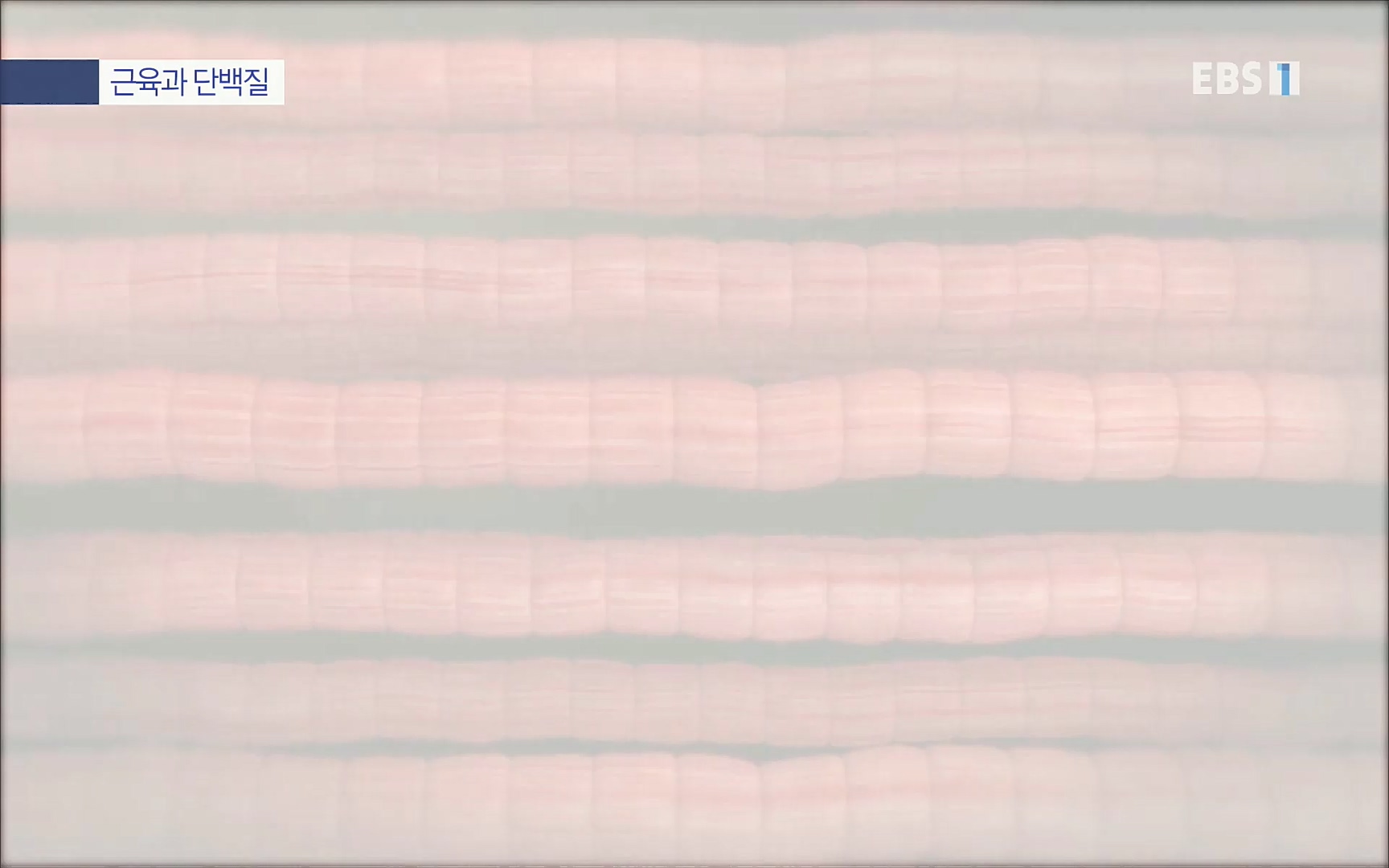 EBS 명의 헬스케어 - TV - 교육의 중심 EBS내 몸을 지배하는 7가지 호르몬 3부, 운동이 밥이다! .mp4_20220711_202511.227.jpg