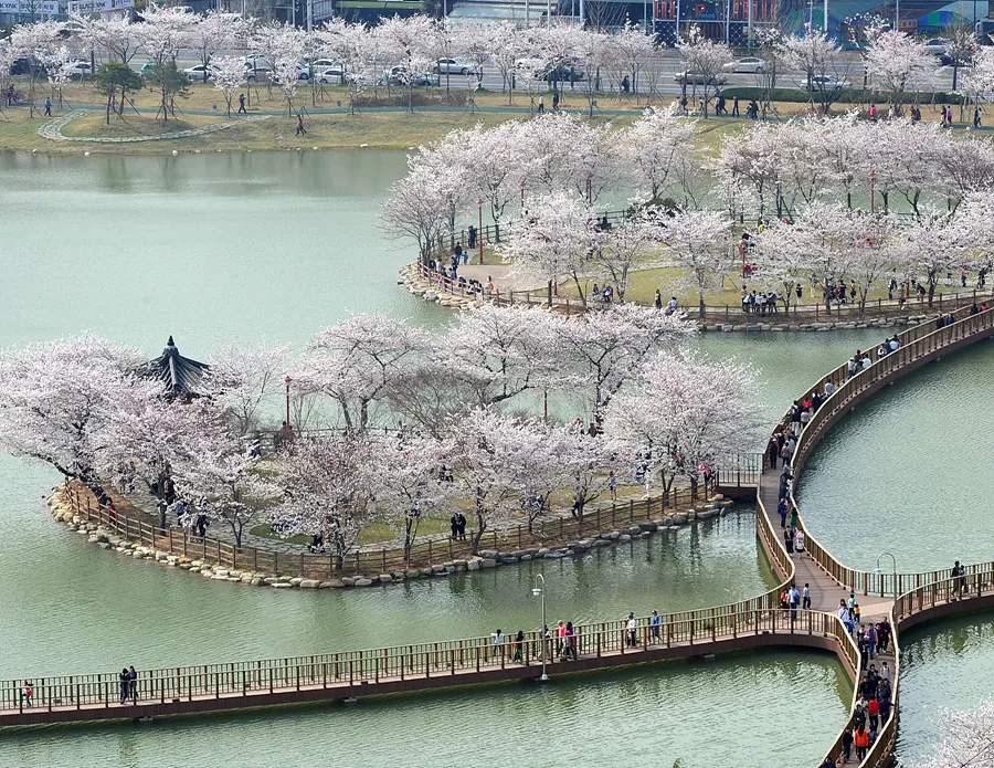 벚꽃 명소