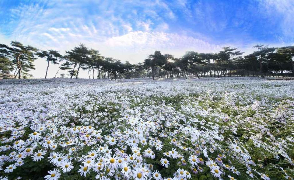 정읍-구절초