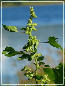 바퀴벌레(창자)열매의 효능과 독고마리차 섭취방법 7
