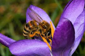썸네일 꿀벌이 꽃에서 꿀을 따는 모습