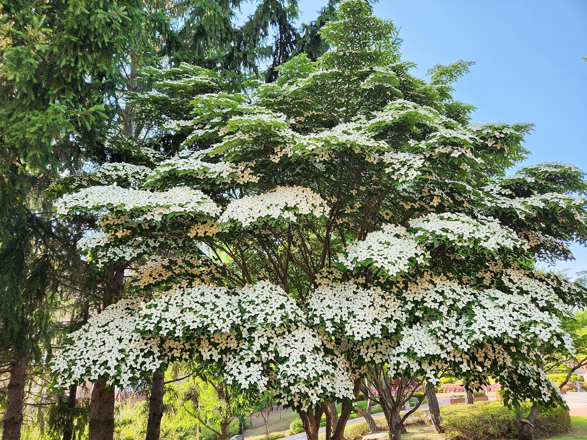 산딸나무