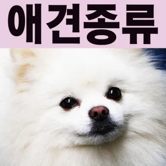 강아지 종류별 사진과 이름 작은 강아지 애완견 종류_23