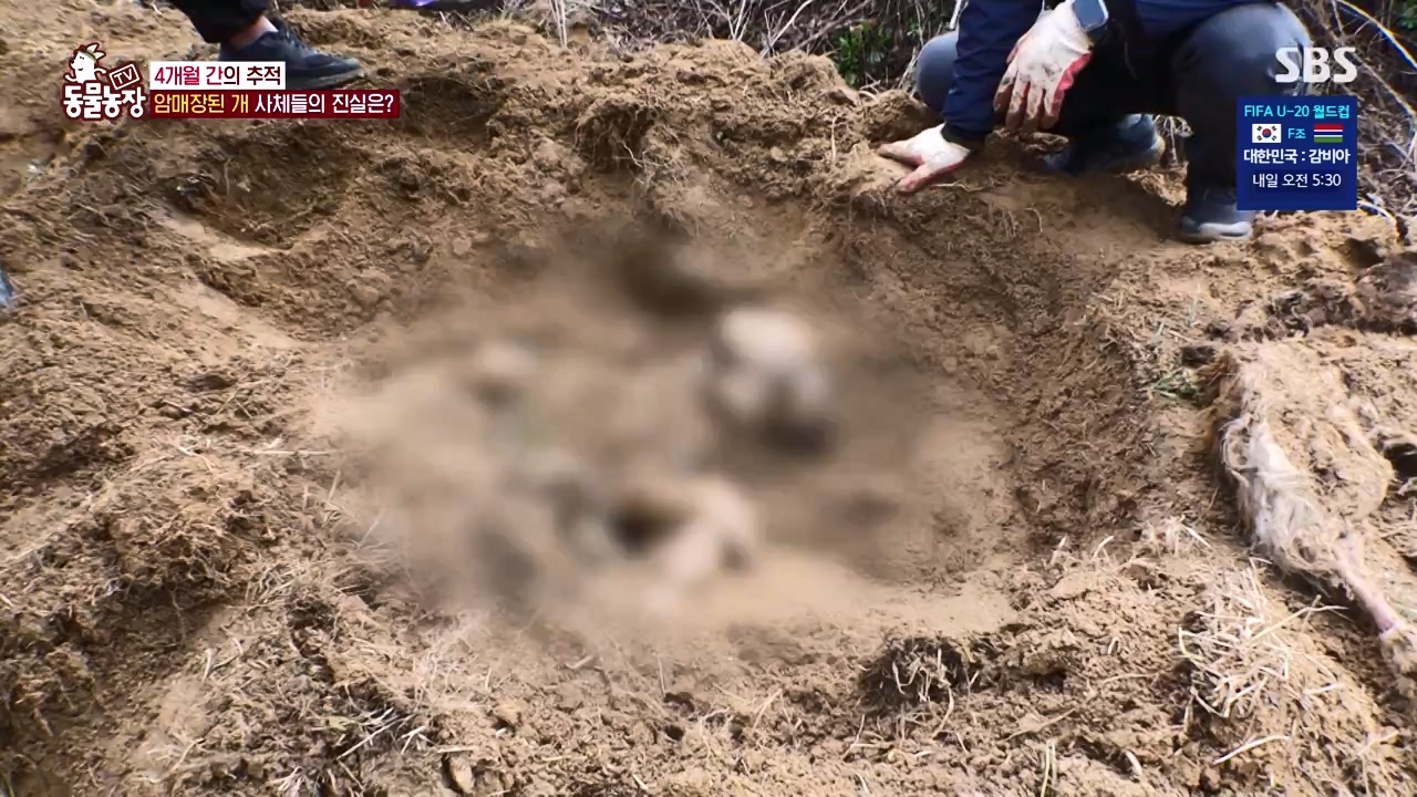 TV 동물농장.E1122.230529p-NEXT.mp4_20230528_170300.884.jpg