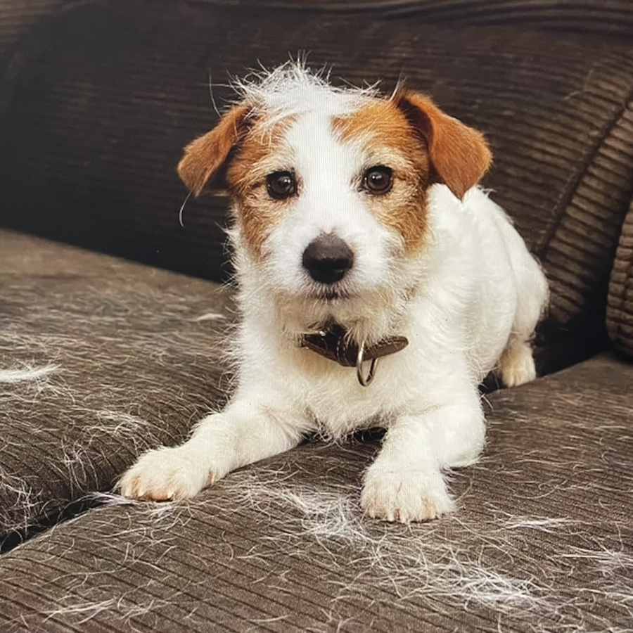 러셀테리어 성격과 털이 활발한 강아지 종류 잭 9