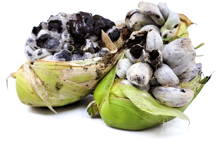  위틀라코체 Huitlacoche 에 대해서 알아볼게요.