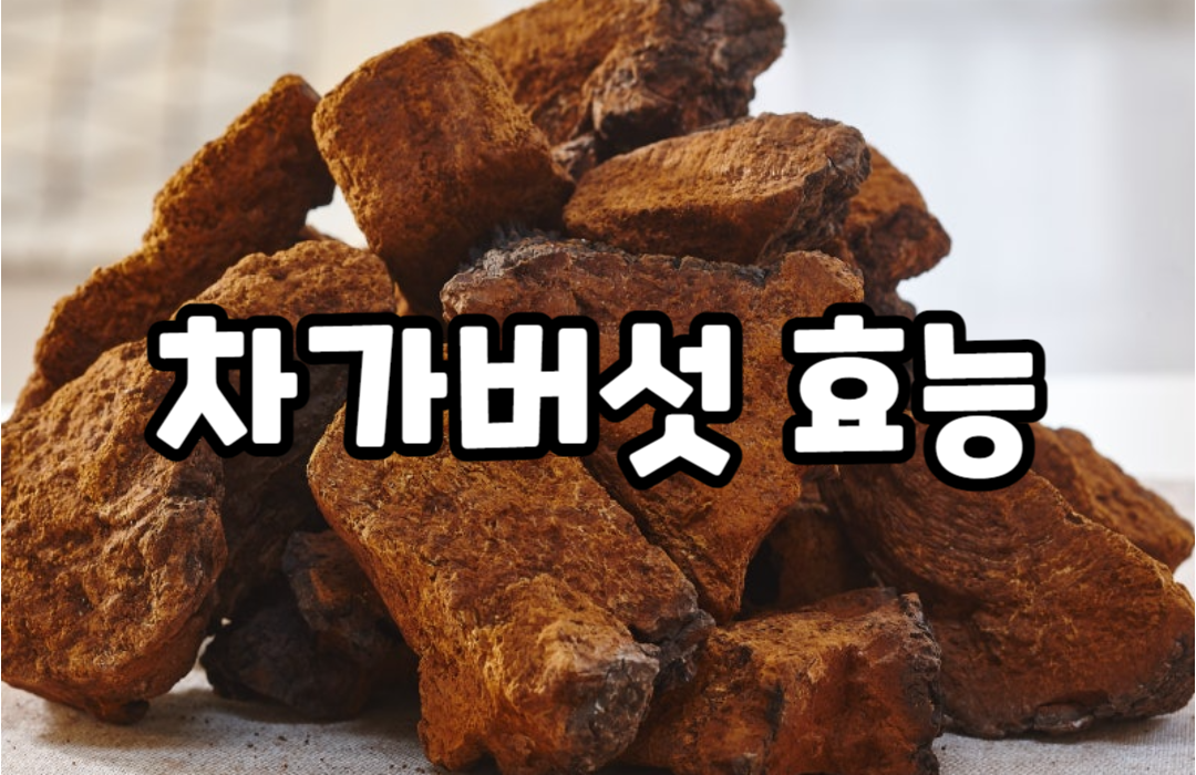 차가버섯 효능