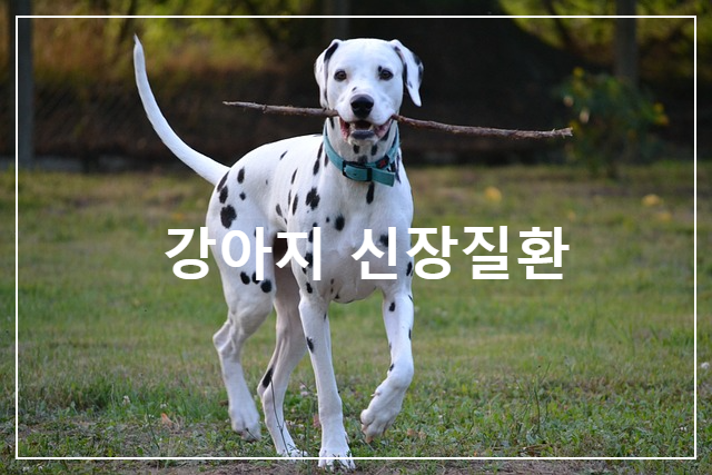  개의 "만성 신장 질환"