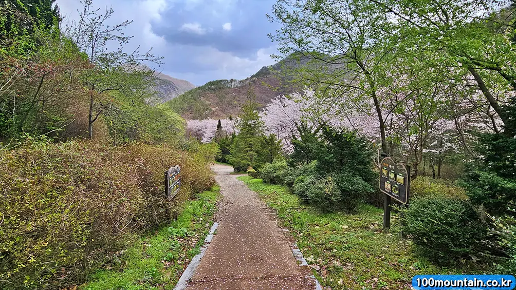 수목 비교 관찰원 이미지