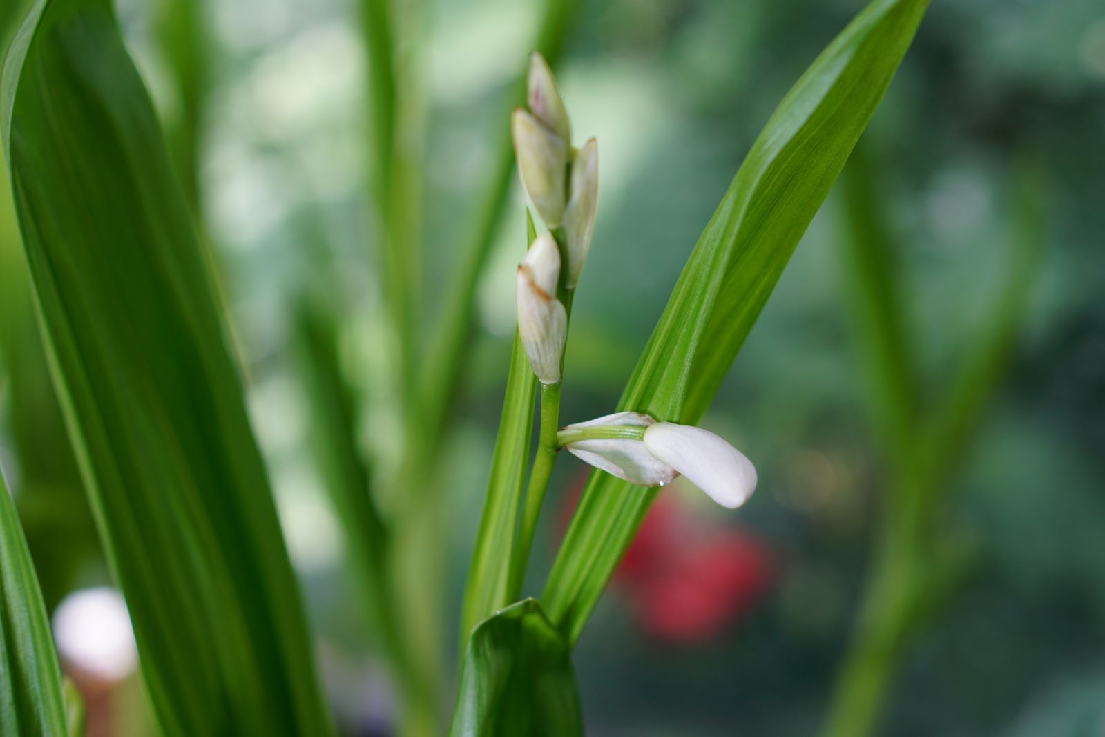 흰색 난초꽃