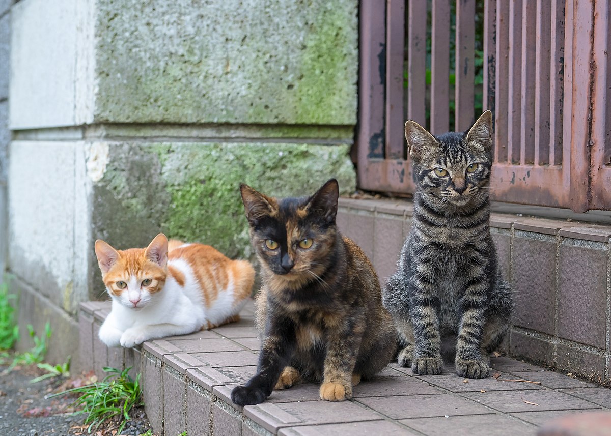  [ebs 입트영] 영어 작문 독학하기 ; Stray Cats(길고양이)