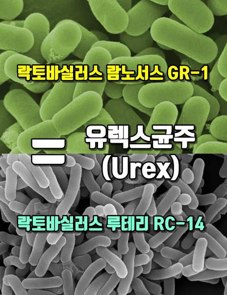 유렉스균주설명