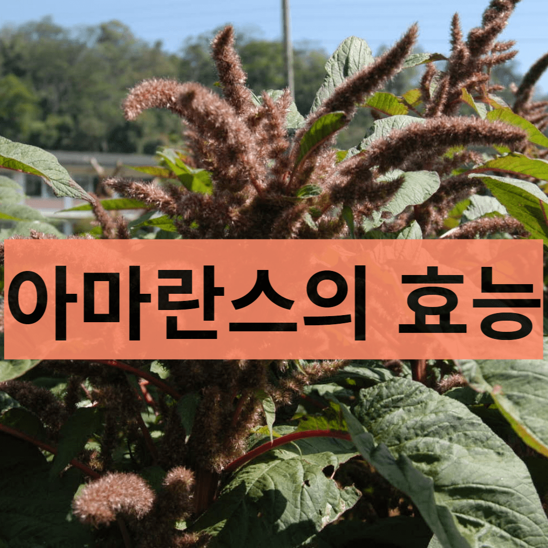  단백질 함유가 풍부한 아마란스 곡물의 효능