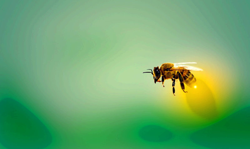 녹색-공간을-비행하고-있는-꿀벌-이미지