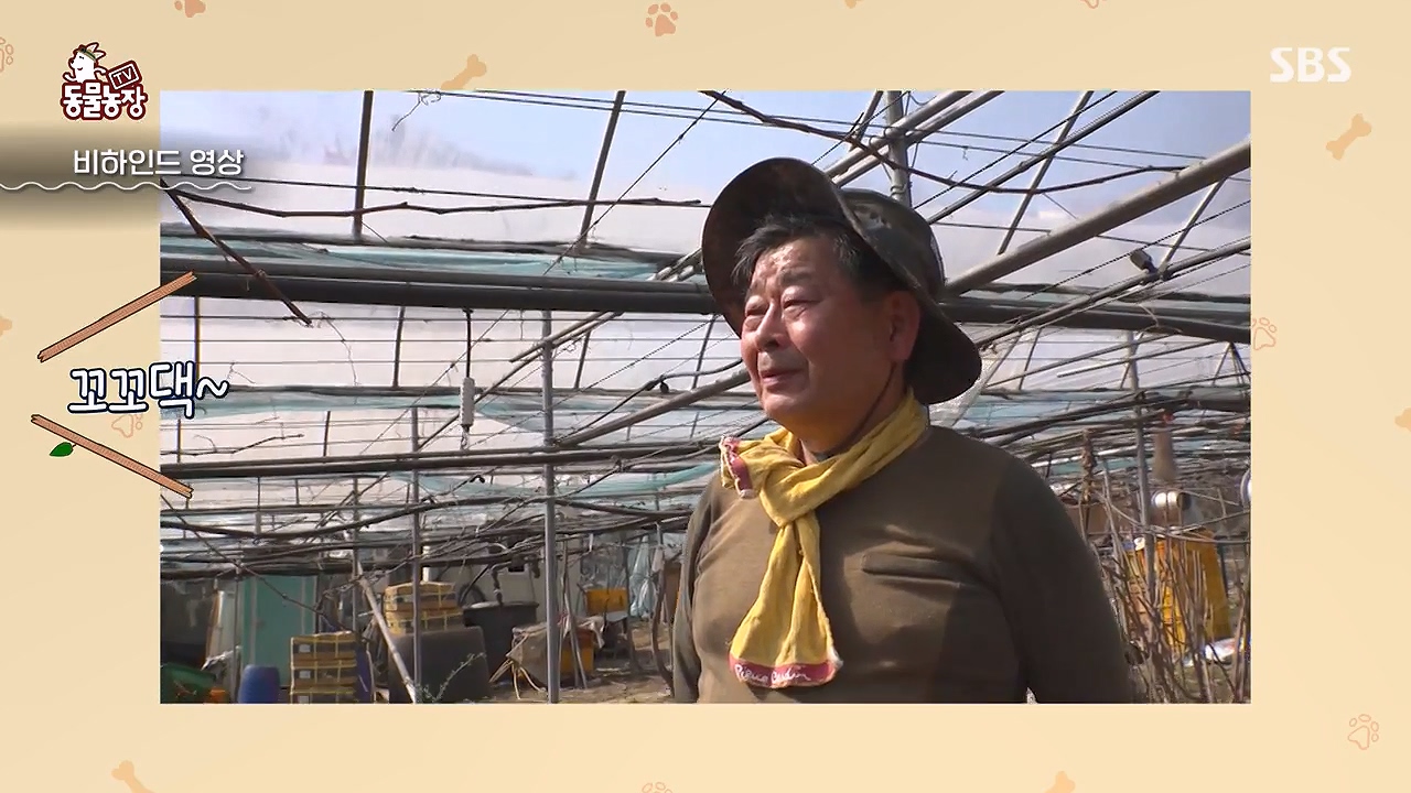 TV 동물농장.E1172.240520p-NEXT.mp4_20240519_163740.838.jpg