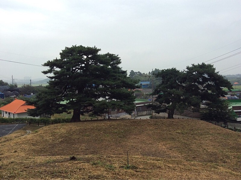  논산 갈산리 곰솔