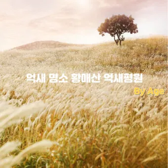 가을 감성 폭발하는 억새 명소 총정리 완벽 여행 가이드_3
