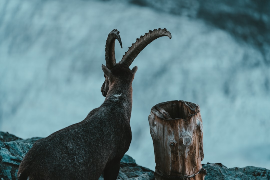 Capricorn