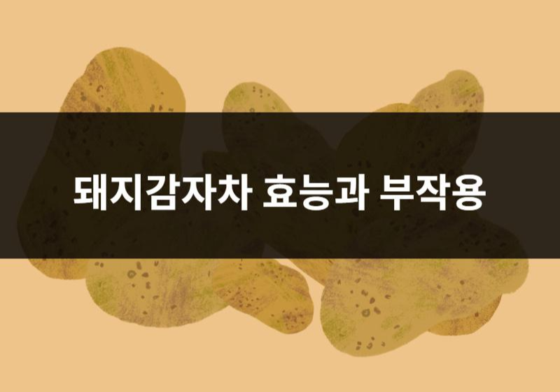  돼지감자차 효능과 부작용