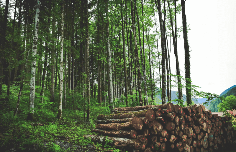 숲속-원목사진