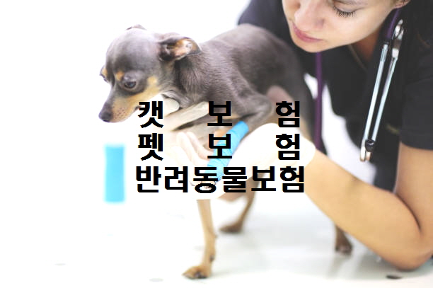  노다지네 잡학다식