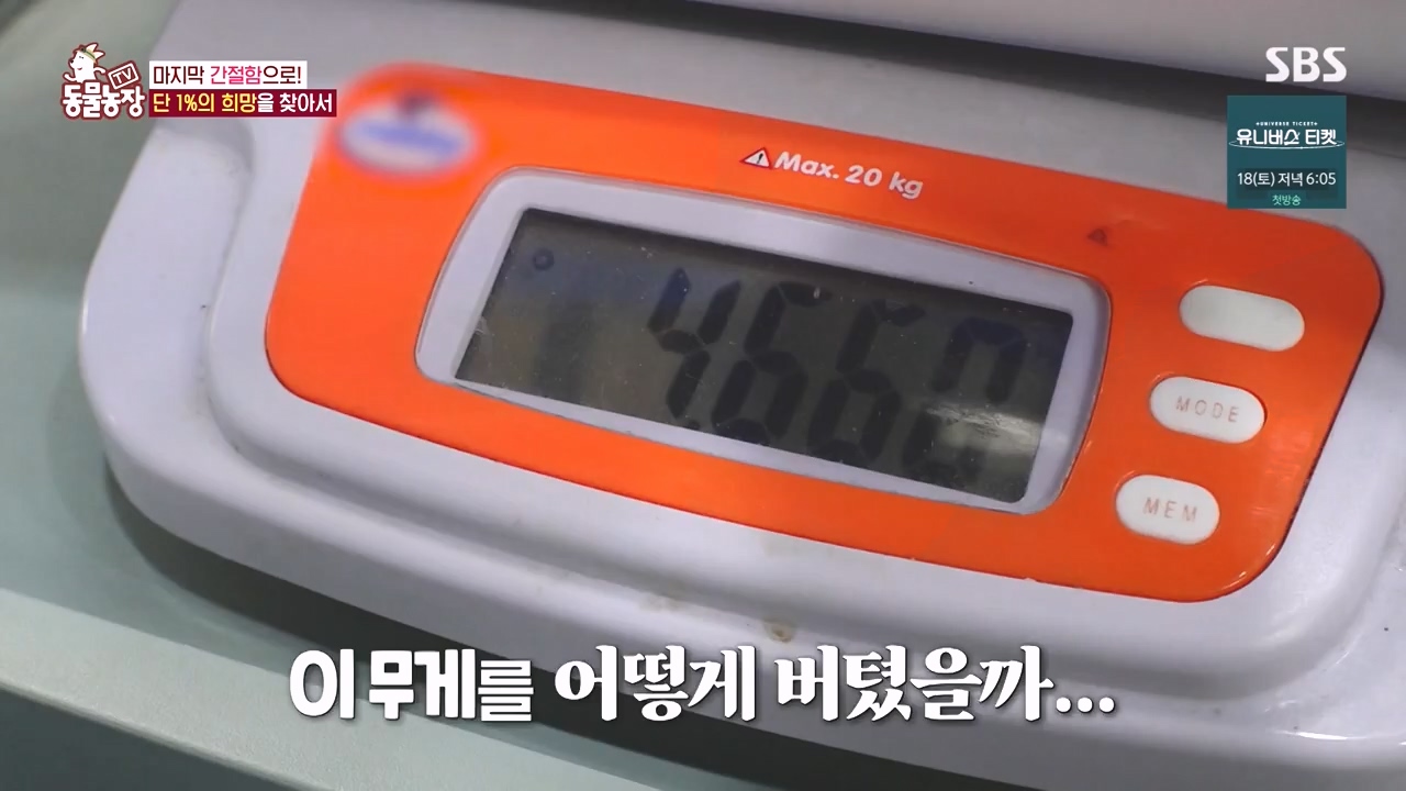 TV 동물농장.E1145.231113p-NEXT.mp4_20231112_173447.406.jpg