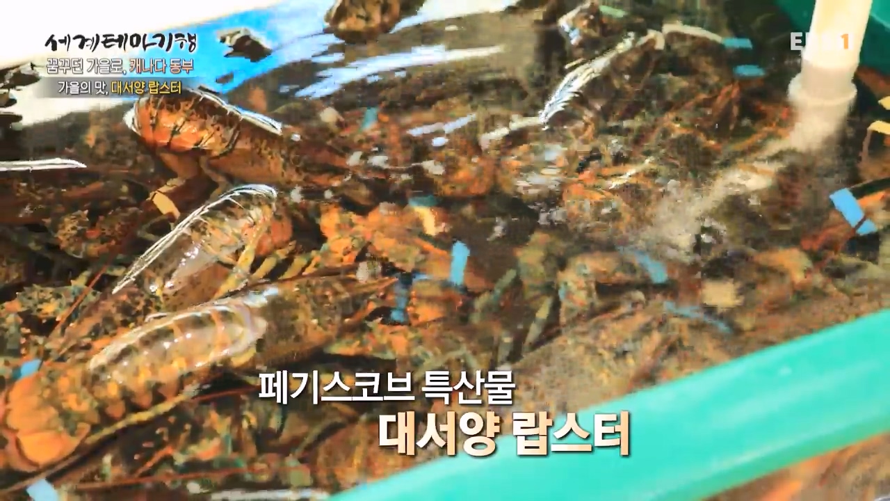 세상의모든기행꿈꾸던 가을로 캐나다 동부-우아, 가을의 맛.mp4_20231205_200945.520.jpg