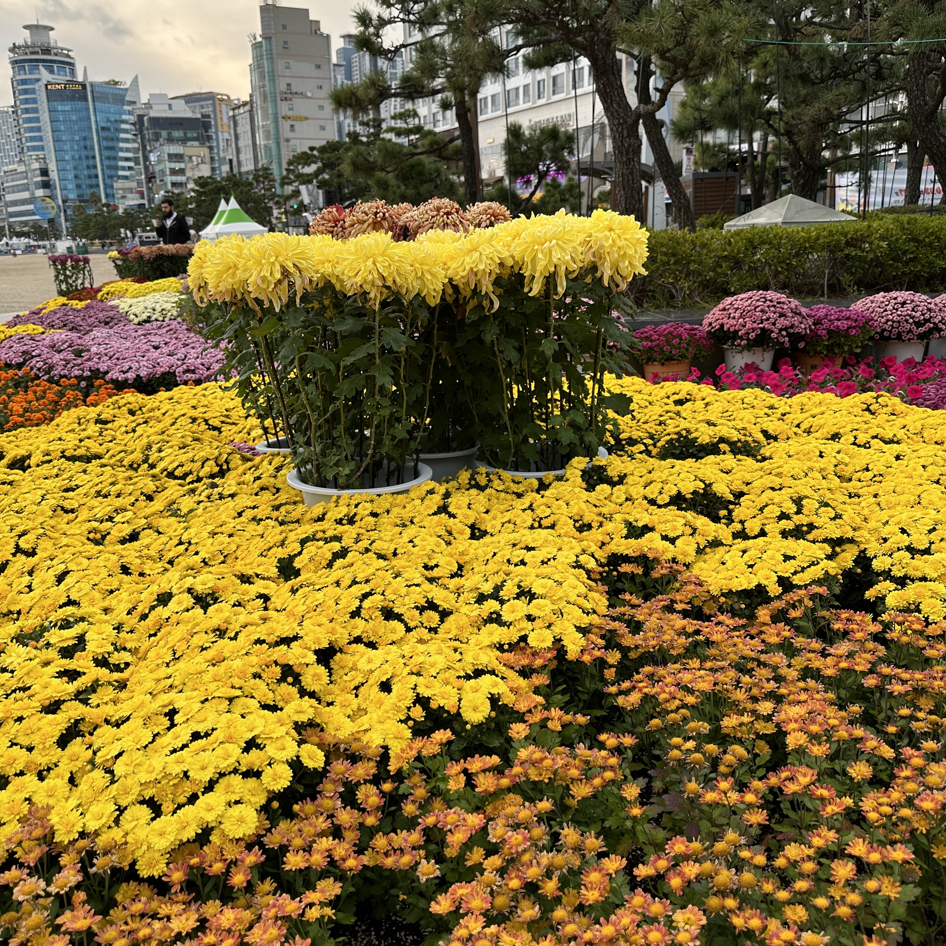 부산광안리국화축제