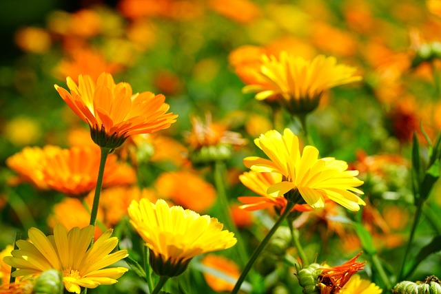 마리골드(Marigolds)