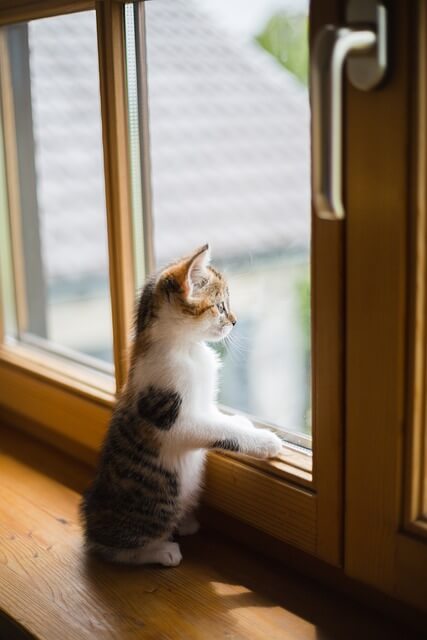 양이