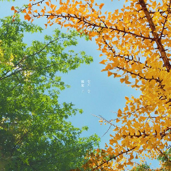 초이초이 이미지