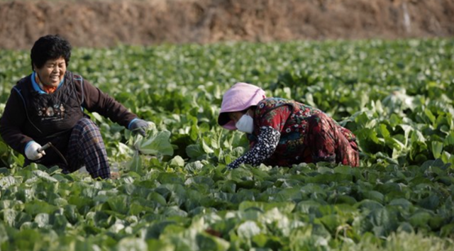 배추밭에-김순복