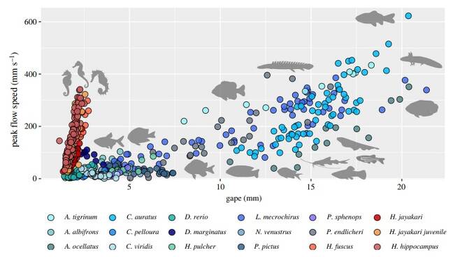 해마 3종을 포함해 바다생물 18종의 입 크기와 먹이 흡입 속도를 비교한 그래프. 파란색 점들은 바다에서 쉽게 볼 수 있는 길쭉한 형태의 생선들. 대체로 입 크기와 먹이 흡입 속도가 비례하는 것을 볼 수 있다. 반면 왼쪽에 몰려있는 빨간색 점이 해마 3종. 이들은 입 크기가 굉장히 작은데도 먹이 흡입 속도가 빠른 것을 알 수 있다.
