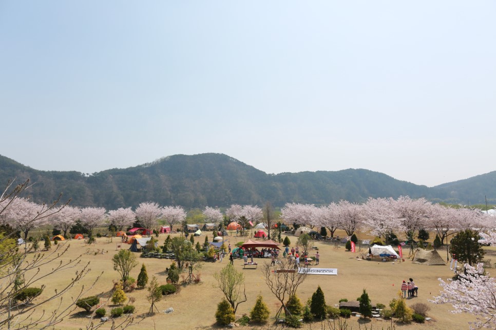 벚꽃 시즌에 떠나는 감성 캠핑여행 ❘ 중부·남부 지역별 캠핑장 추천