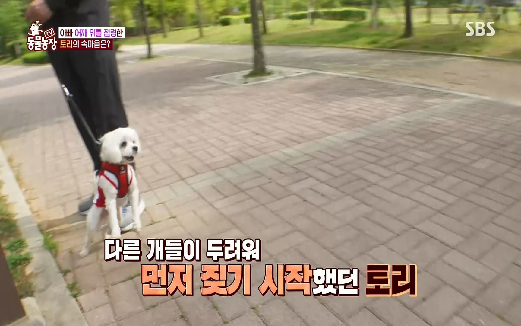 TV 동물농장.E1072.220605p.H264-F1RST.mp4_20220605_181424.321.jpg
