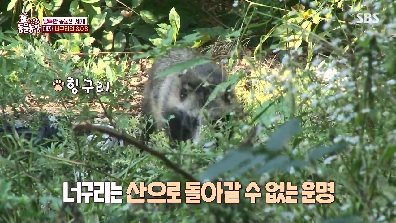 TV 동물농장.E1172.240520p-NEXT.mp4_20240519_163718.513.jpg