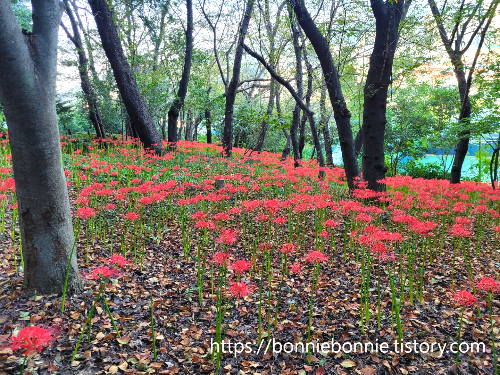  창원 마산 산호공원(산호동) 꽃무릇 축제 및 만개시기,개화 상황.
