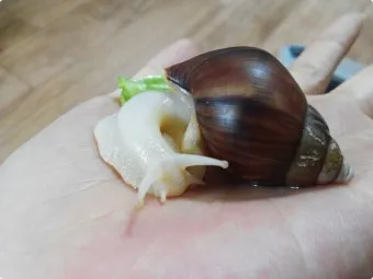 백와달팽이 가격 키우기 분양 수명 먹이 성격 종류_5