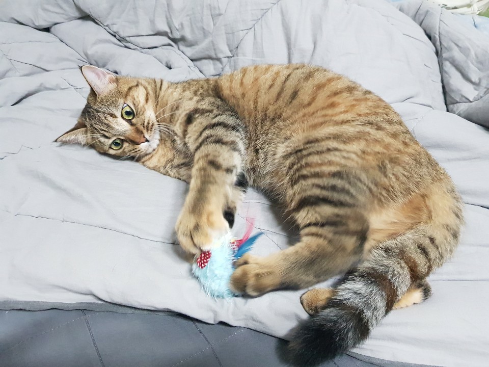  고양이 훈련법, 클리커 트레이닝 (포상놀이)
