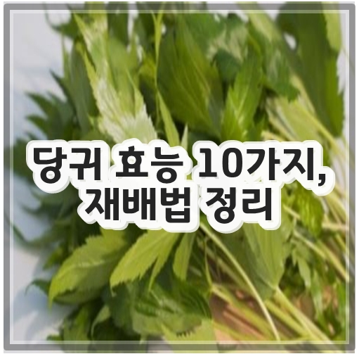 당귀 효능 10가지&#44; 재배법 정리