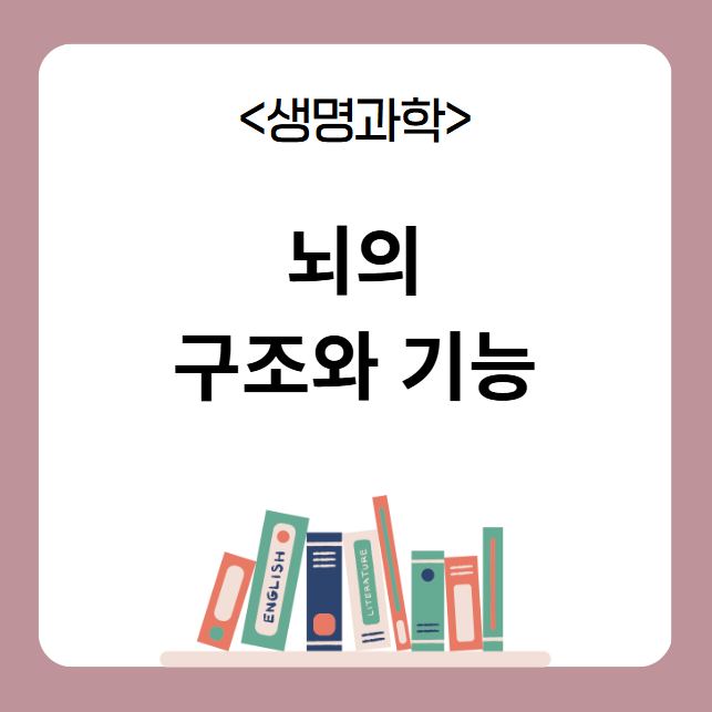 뇌 구조 기능