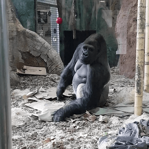 서부-로랜드-고릴라-western-lowland-gorilla)