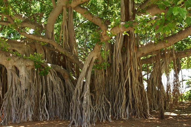 반얀나무(Banyan tree)