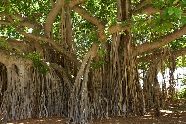 반얀나무(Banyan tree)