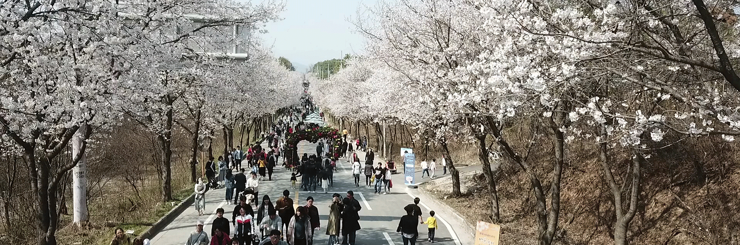 여주 남한강 벚꽃축제 사진