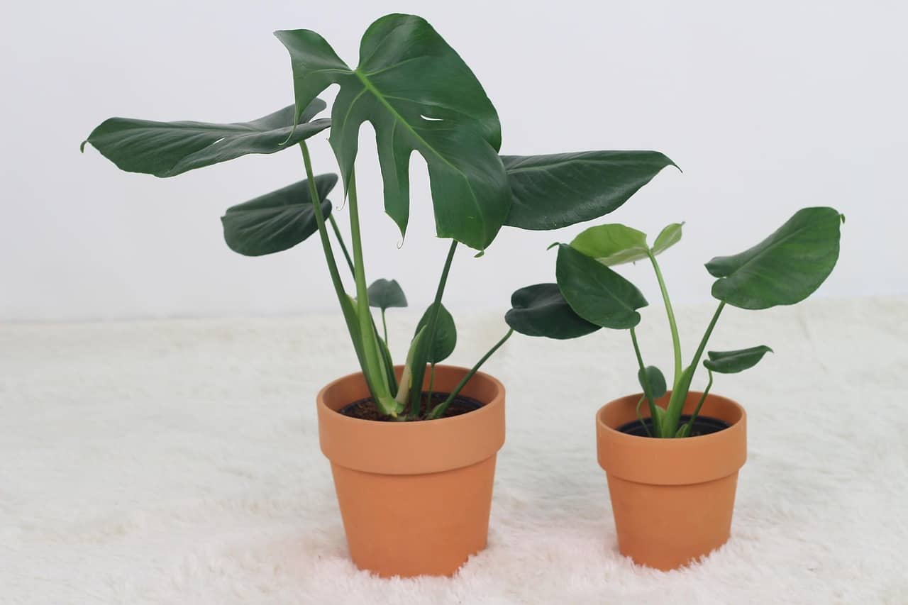 식물 성장 속도 비교 – 초보자에 맞는 성장 속도별 선택 방법 - Indoor Plant Selection Tips for Beginners